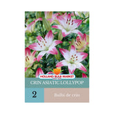 Hectarul - Bulbi de crini asiatic Lollypop, 2 bulbi